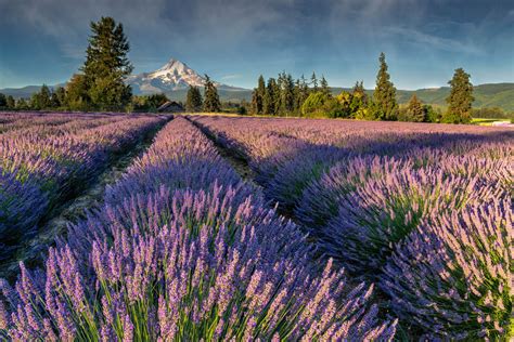 LAVENDER FIELDS FOREVER, Purple Flowers, Landscape Photography Rob's ...