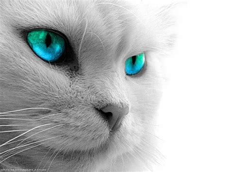 Black Cat Eyes Wallpapers - Top Free Black Cat Eyes Backgrounds ...