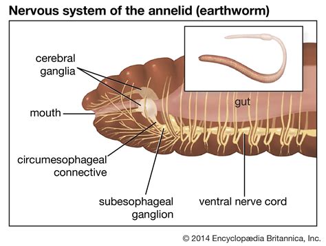 Segmented Worm Anatomy