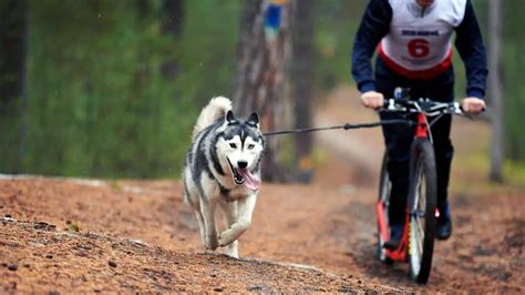 How Much Exercise Does A Husky Need? Read This First!