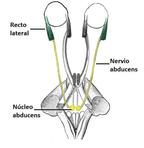 Nervio abducens