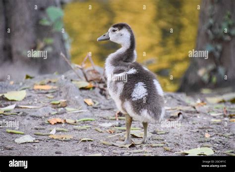 Egyptian goose baby in a park in Germany Stock Photo - Alamy