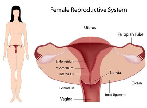 Reyhan Blog: Blocked Fallopian Tubes Surgery