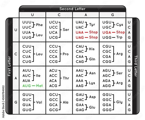 Base Sequence Of Dna