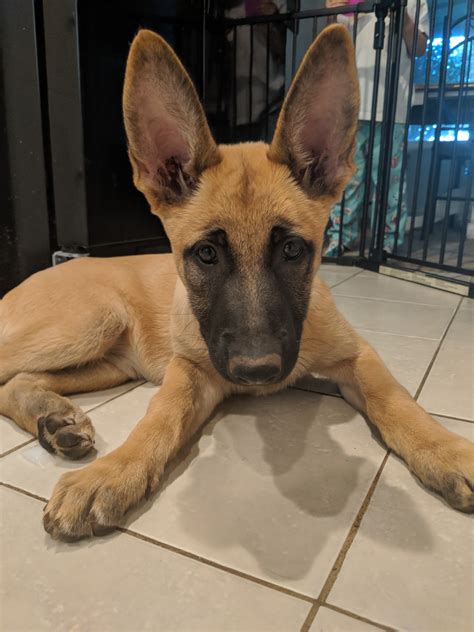 Belgian Shepherd Dog (Malinois) Puppies For Sale | Sacramento, CA #303278