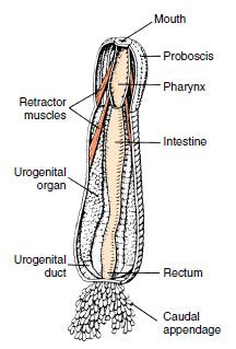 Phylum Priapulida | Pseudocoelomate Animals | The Diversity of Animal Life