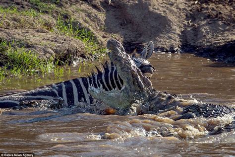 The zebra herd crossed the river and fасed a һᴜпɡгу crocodile, which ...