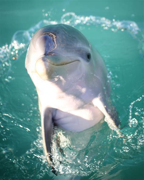 What do the Dolphins eat at Dolphin Discovery?