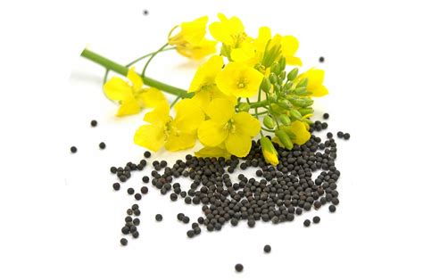 Rapeseeds – Bayrak Agro