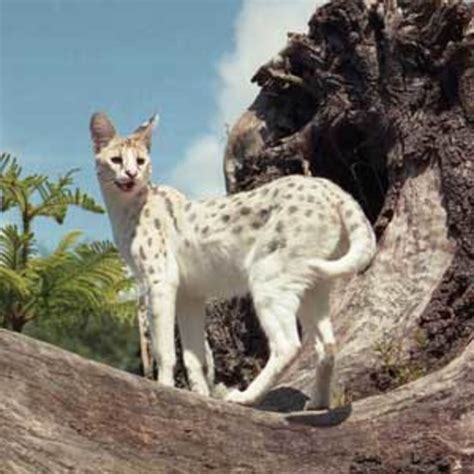 Can You Buy a White Serval? - PetHelpful