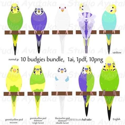 10 Types of Budgie Bundle Ai Pdf Png - Etsy