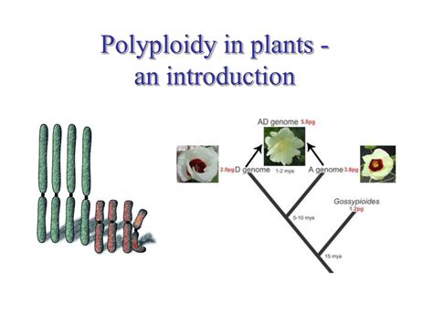 Overview of polyploidy