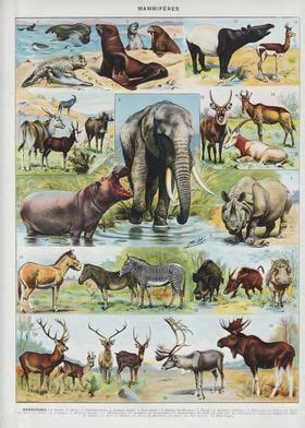 'Vintage Mammals' Poster, picture, metal print, paint by Vintage ...