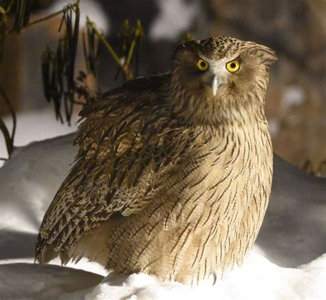 an owl sitting on top of snow covered ground