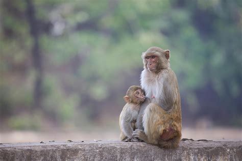 666+ Best Free Rhesus macaque Stock Photos & Images · 100% Royalty-Free ...