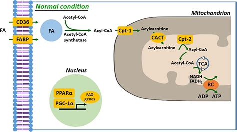 Beta Oxidation Pathway Products