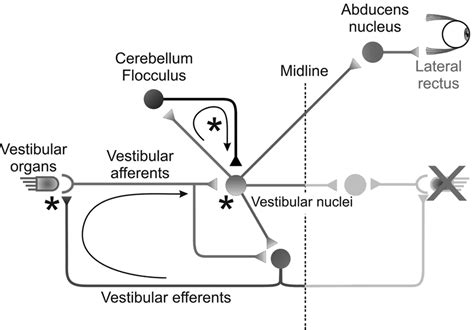 Direct and indirect VOR pathways. Vestibular nuclei receive direct ...