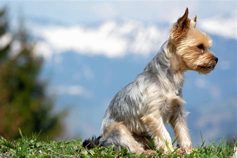 Top 5 Yorkie Haircuts | The Dog People by Rover.com