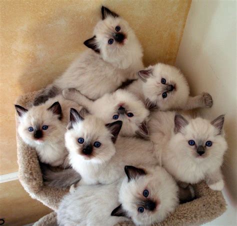 Cat furry, Fluffy cat breeds, Kittens cutest