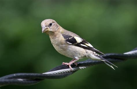 Evening Grosbeak | Immature female | Laura Erickson | Flickr