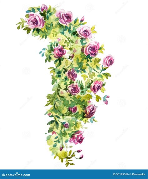 Rose Bush Watercolor Sketch Stock Vector - Illustration of freehand ...