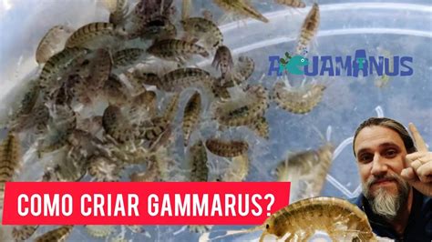 Cómo criar Gammarus? - YouTube