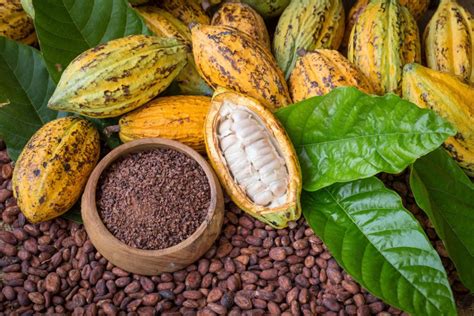 Nacional Cacao: The Return of a Legend | Spice Jungle