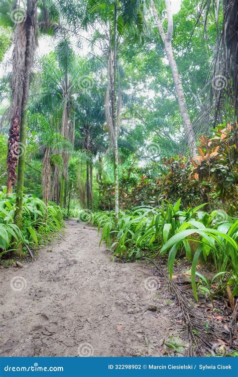 Rainforest in Jamaica stock photo. Image of exotic, lush - 32298902