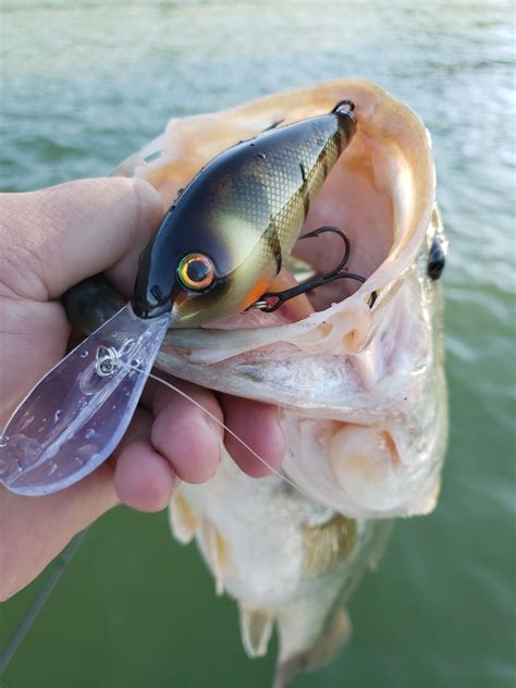 5 Largemouth Bass Baits Guaranteed To Land Big Bass – MONSTERBASS