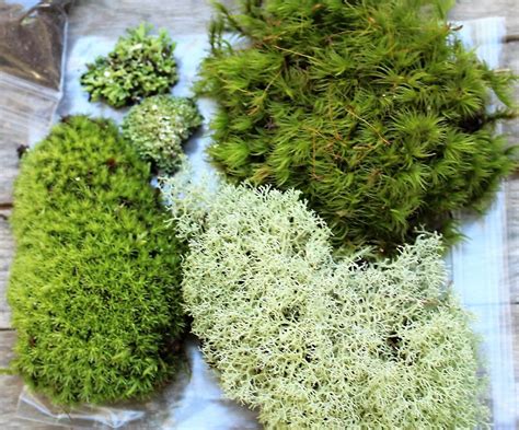 Terrarium kit-DIY Large Moss & lichen kit-FEATURED in 2015 | Etsy