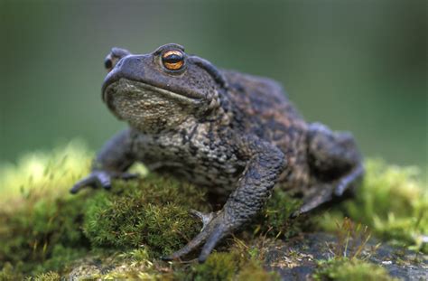 Download Animal Toad HD Wallpaper