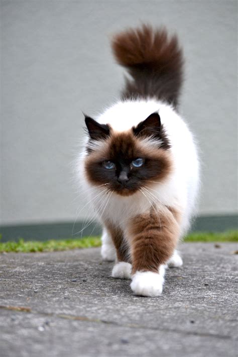 Birman Cat Info, History, Personality, Kittens, Diet, Picture