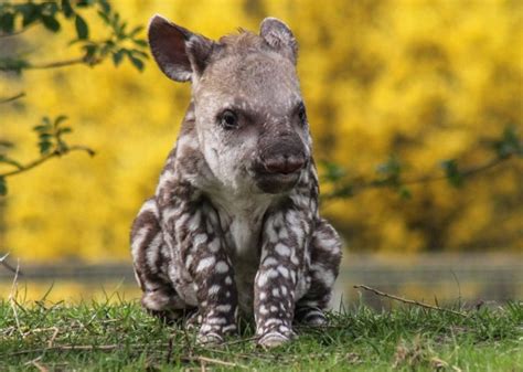 Cute Baby Animals: The Most Adorable Zoo Babies of 2015