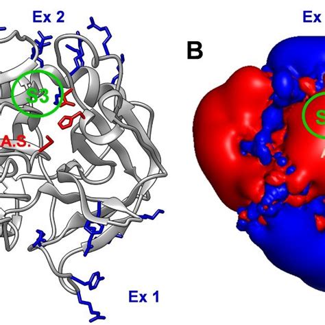 Thrombin structure and electrostatics. (A) Ribbon drawing (grey) of ...