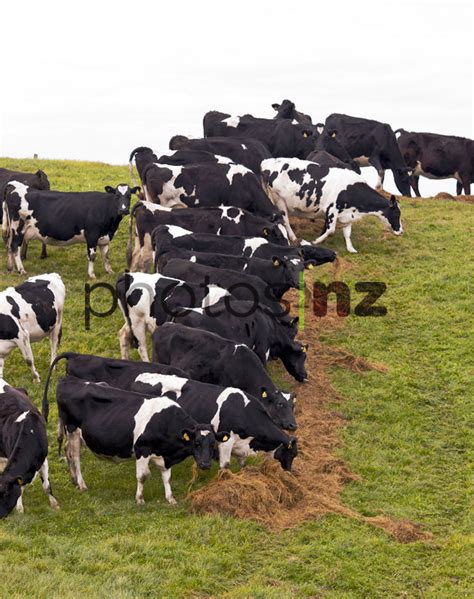 Dairy cows eating silage - New Zealand Stock Photos by Malcolm Pullman ...