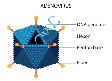 Diagrama de estructura de adenovirus | Vector Gratis