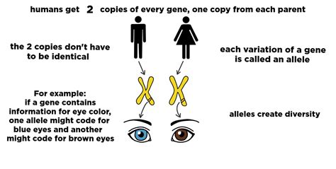 Alleles — Definition & Role in Inheritance - Expii