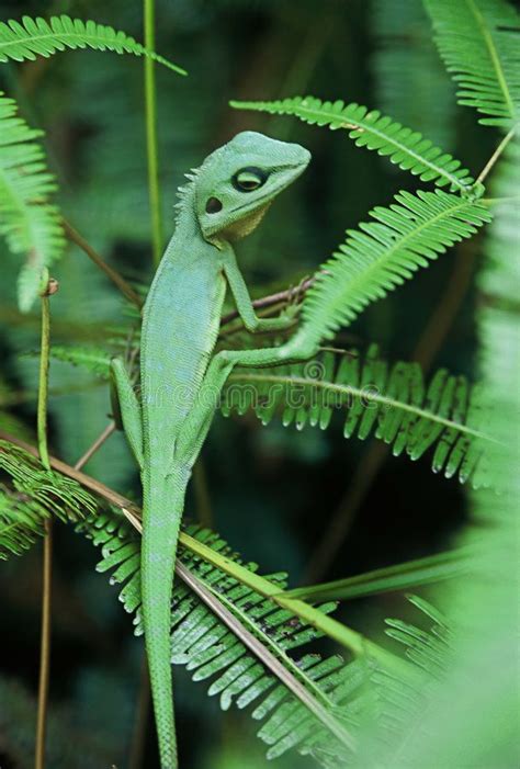 Chameleon Lizard. In green camouflage, sitting on green fern fronds , # ...