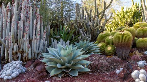 The Best Outdoor Plants If You Live In A Dry Climate