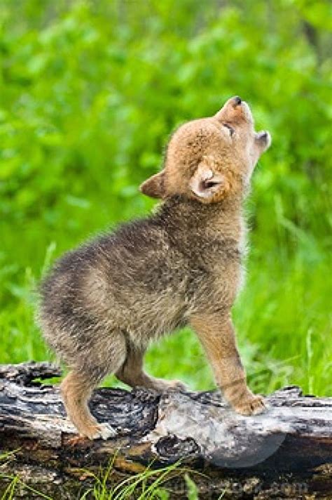 White Wolf : 15 Photos Of Adorable Howling Wolf Pups Will Make Your Day