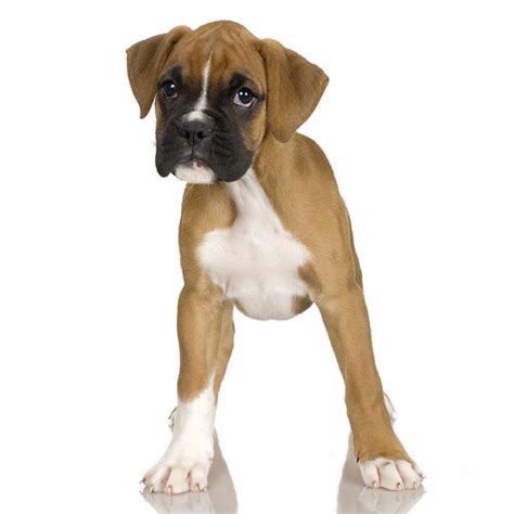 Boxer Puppies - Animal Facts Encyclopedia