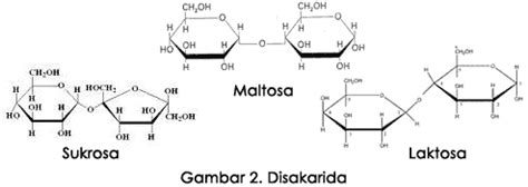 Molekul karbohidrat | belajar biologi disini