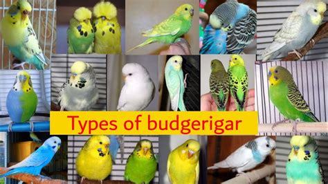 41 Types of budgies | All types of budgerigar | budgies - YouTube