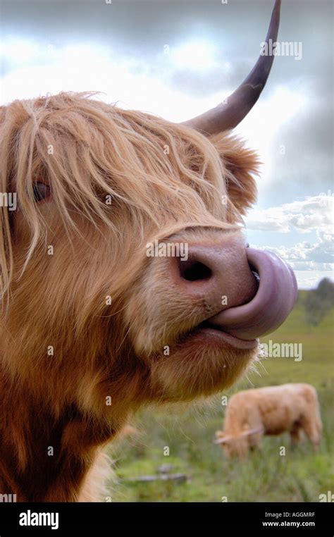 Highland bull, Scotland Stock Photo - Alamy