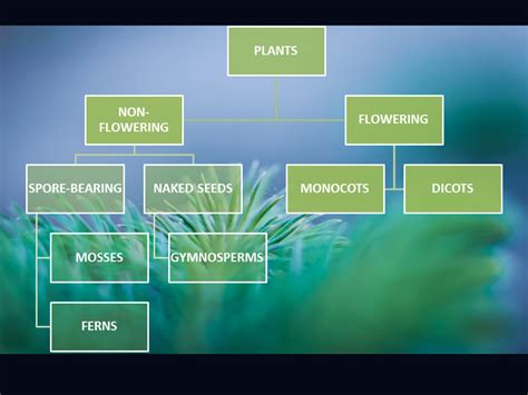 Kingdom Plantae Diagram