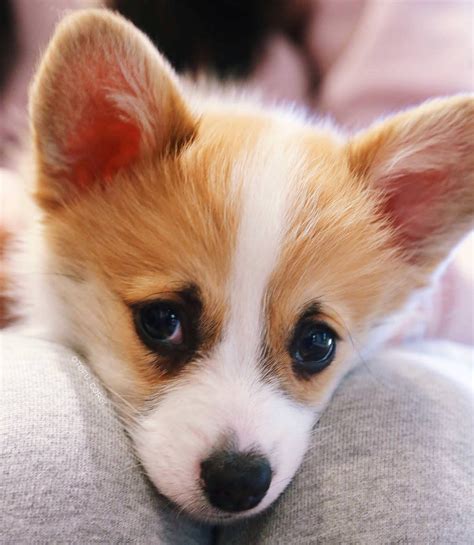 Tofu has mastered adorable puppy eyes : r/puppies