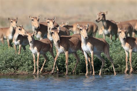 Saiga Antelope–Learn more at Wildlife Conservation Network