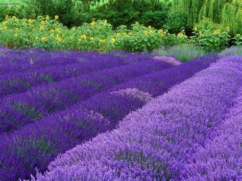 Colors images Purple Lavender HD wallpaper and background photos (34532012)