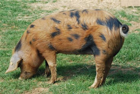 Posts about berkshire pigs on Le Logis | Berkshire pigs, Pig breeds ...