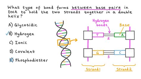 Question Video: Identifying the Type of Bonds that Form Between DNA ...